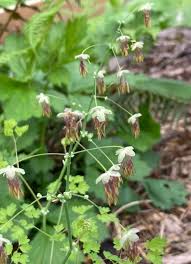 Image result for Thalictrum