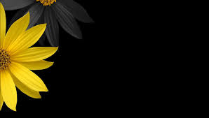 Black And Yellow Flowers Wallpaper Nothing Found For Backgrounds For Yellow And Black Desktop Wallpaper