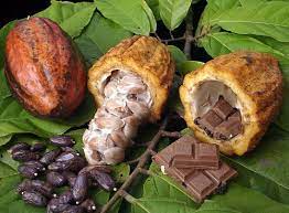 Black sapote grow best when grown in full sun. Chocolate Tree Theobroma Cacao 6 Pot Fruit Of The Gods Buy Online In United Arab Emirates At Desertcart Ae Productid 15602888
