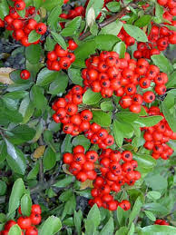 Lonicera maackii, the amur honeysuckle, grows 12 to 15 feet tall into literally a small tree with white to yellow flowers and bright red berries. Climbing Plants Direct