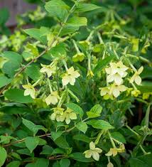 Your dedicated local florist in nottin. Buy Nicotiana Alata Lime Green Tobacco Plant Sarah Raven