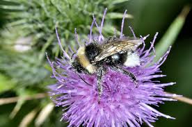 Image result for Bombus sylvestris