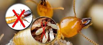 Image result for diá»t má»i