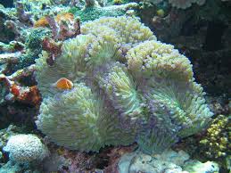 Live rock provides biological filtration for the reef aquarium, furthermore it serves as a natural habitat for fish, invertebrates, coral, polyps, etc. Collection And Transportation Of Coral Fish And Live Rock Reefs Com