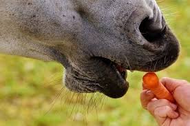 Most corn that is fed to horses is either cracked or rolled and is typically mixed in with other grains or mixed feed. What Should Horses Eat Fruits Or Vegetables Horse Riding Hq