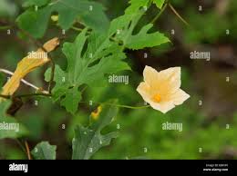 Image result for Coccinia grandiflora