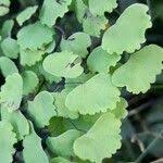 Image result for Adiantum poiretii