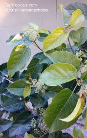 Image result for Premna serratifolia