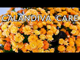 Image result for Kalanchoe calandiva