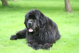 Pin On Newfoundland Dog
