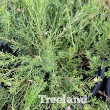 Image result for Cassia burttii