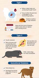 Some dogs may produce so much urine that they become incontinent (incapable of controlling their urine outflow). Dog Diabetes How To Care For A Diabetic Dog Canna Pet