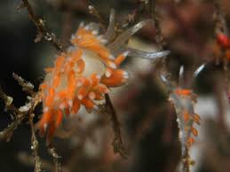 Image result for Selago albomarginata