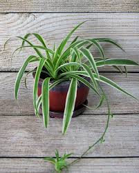 Image result for Chlorophytum comosum