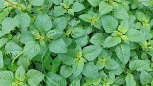 Image result for Amaranthus thunbergii