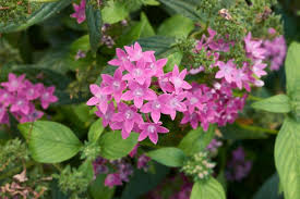 Learn vocabulary, terms and more with flashcards, games and other study tools. Beautiful Meaning And Symbolism Of Pentas Flower And Colors Florgeous