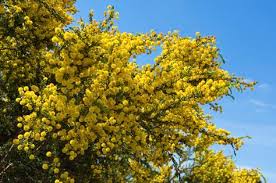 Acacia Tree Care Information About Acacia Tree Types Acacia Tree Tree Care Growing Tree