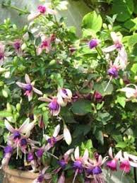 Fuchsia Multiplication Par Bouturage Planter Des Fleurs Idees Jardin Bouture Rosier