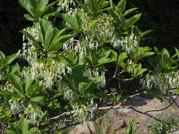 Image result for Chionanthus niloticus