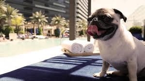 Fido Feels At Home At These Dog Friendly Las Vegas Hotels In 2020 Dog Friendly Hotels Dog Friendly Vacation Dog Friends