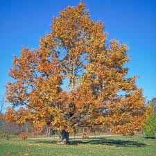 Image result for Quercus acutissima