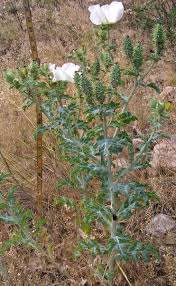 Image result for Argemone