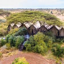 Image result for Acacia kirkii