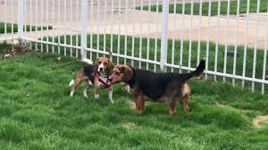 Check spelling or type a new query. Dogs Would Be Saved From Euthanasia Be Adopted Under New Mich Bill