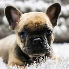 Maxi is a 10 month old male french bulldog. Marvelous French Bulldogs 136 Photos Pet Breeders San Diego Ca Phone Number