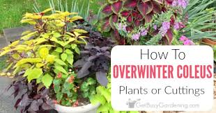 How long does a coleus plant live in the winter? Overwintering Coleus Winter Care Tips For Your Coleus Plants