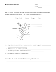 Cell Biology Worksheet High School Printable Worksheets