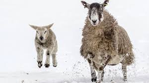 See more of schneesturm on facebook. Tausende Schafe Nach Schneesturm In Franzosischen Alpen Gerettet