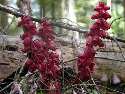 Image result for Sarcophyte sanguinea