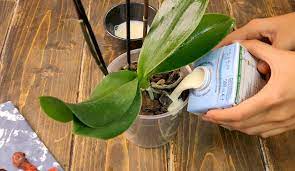 Acqua le phalaenopsis sono piante epifite, ovvero piante che vivono sug. Come Curare Le Orchidee Ohga