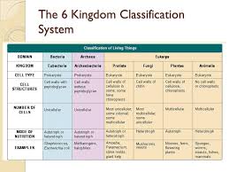 evolution classification ppt video online download