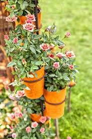 Satin ribbon roses from alibaba.com to creatively dress your gift. Growing Miniature Roses In Containers Caring For Container Miniature Roses