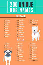 Check out the akc's trending names for boy dogs, plus more cute and unique name ideas for boy dogs. 41 Dog Names Ideas Dog Names Names Puppy Names