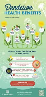 Maybe you would like to learn more about one of these? 12 Health Benefits Of Dandelion Leaves And Dandelion Root Infographic