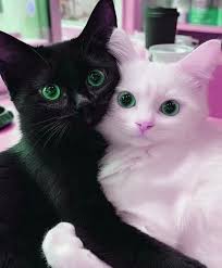 Number of meals for cats per day varies by age