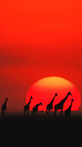 Maasai Mara National Reserve Kenya Hd Iphone Wallpapers Animals Beautiful Animals Africa
