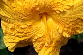 Image result for Hibiscus pusillus