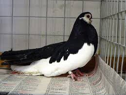 Moskau Black Magpied Tumbler Ornamental Pigeons Or Also Known By The Names Culbutant Pie Noir De Moscou Moskauer S Tumbler And Highflyer Pigeons Pigeo