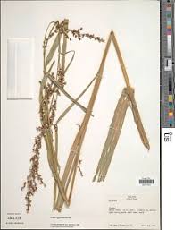 Image result for Scleria lagoensis