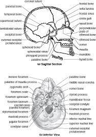Skull Cranium And Facial Bones