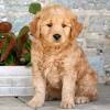 With their friendly temperament and intelligence, goldendoodles are one of the easier breeds to train. 1