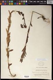 Image result for Ethulia vernonioides