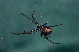 It wasn't until the mother and her son were halfway through eating the grapes that they noticed a fully grown black widow spider inside of the bag. Spiders Karachi Fumigation Service Pakistan
