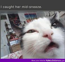 Cat Mid Sneeze Photo Funsubstance Com Funny Pictures Animals Funny Memes