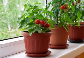 We did not find results for: Guide To Growing Tomatoes In Pots Squire S Garden Centres