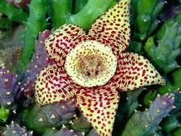 Image result for Orbea paradoxa